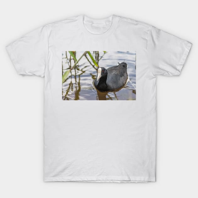 Hawaiian coot of  Honolulu 3 T-Shirt by KensLensDesigns